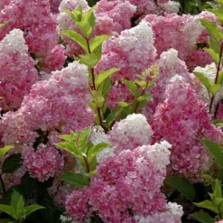 Vanilla Strawberry® Panicle Hydrangea -Naty Plants Shop hydrangea vanilla strawberry 6