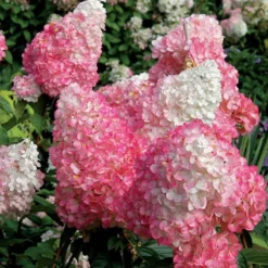 Vanilla Strawberry® Panicle Hydrangea -Naty Plants Shop hydrangea vanilla strawberry 7