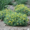 Blues Festival® St. John's Wort