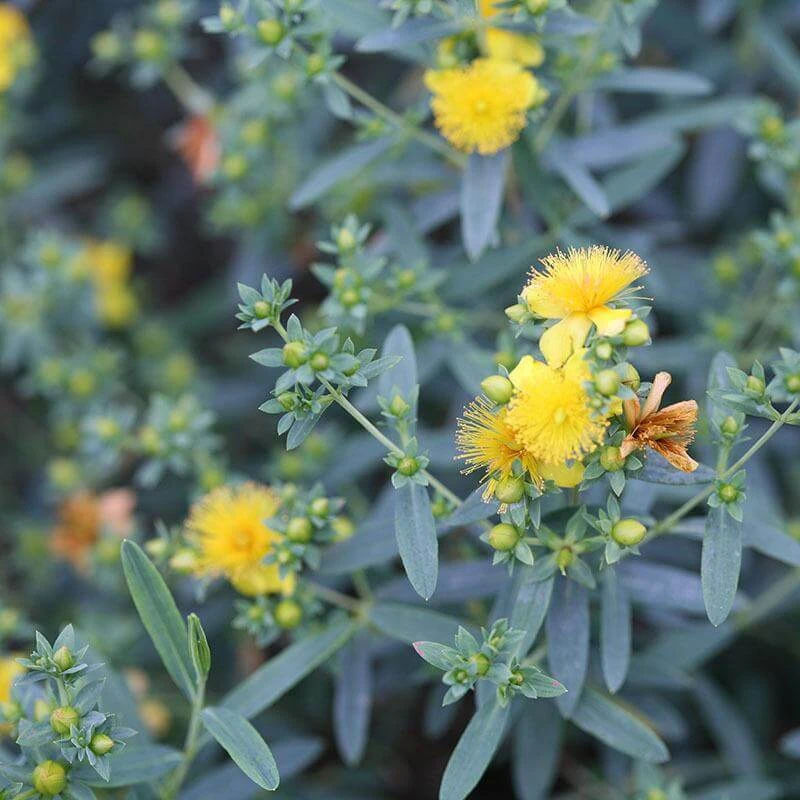 Blues Festival® St. John's Wort 2 Blues Festival® St. John's Wort - Image 2