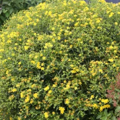 Sunny Boulevard® St. John's Wort
