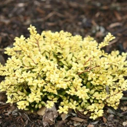 Brass Buckle® Japanese Holly