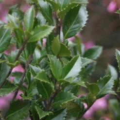 Castle Wall® Blue Holly