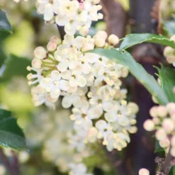 Castle Wall® Blue Holly -Naty Plants Shop ilex castle wall 3 sw