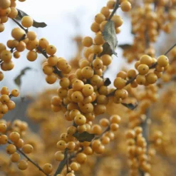 Berry Heavy® Gold Winterberry Holly -Naty Plants Shop ilex verticillata berry heavy gold 1 3f32e30d d777 4cf7 93ff 2e94c58e0c4c sw