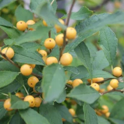 Berry Heavy® Gold Winterberry Holly -Naty Plants Shop ilex verticillata berry heavy gold 2 aa81198c 24bb 4b32 877a 85fd13c13220 sw