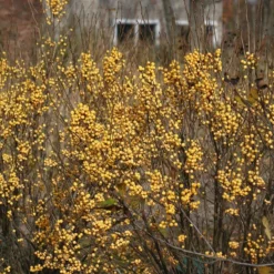 Berry Heavy® Gold Winterberry Holly -Naty Plants Shop ilex verticillata berry heavy gold 3 4363a986 f751 4fd9 80b5 989656f01113 sw