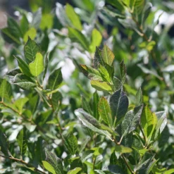 Little Goblin® Guy Winterberry Holly -Naty Plants Shop ilex verticillata little goblin guy 3 P