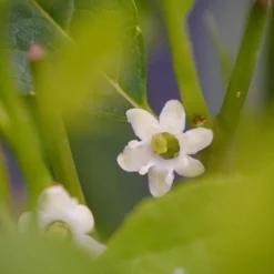 Front Page -Naty Plants Shop ilex verticillata little goblin red 2
