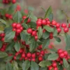 Little Goblin® Red Winterberry Holly