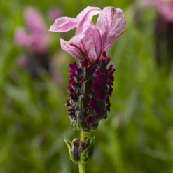 Javelin Forte™ Deep Rose Spanish Lavender