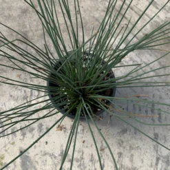 'Blue Arrows' Rush -Naty Plants Shop juncus blue arrows 4