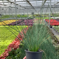 'Blue Arrows' Rush -Naty Plants Shop juncus blue arrows 5 scaled