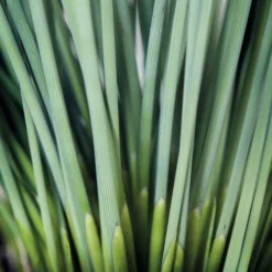 'Blue Arrows' Rush -Naty Plants Shop juncus blue arrows 1 84990.1587075457