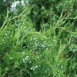 Gin Fizz® Juniper -Naty Plants Shop juniperus gin fizz 3 sw