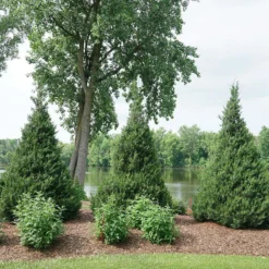 Gin Fizz® Juniper -Naty Plants Shop juniperus gin fizz 4 sw