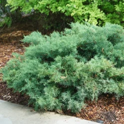 Montana Moss® Juniper
