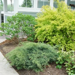 Montana Moss® Juniper 6 Montana Moss® Juniper -Naty Plants Shop juniperus montana moss 3