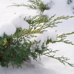 Montana Moss® Juniper 7 Montana Moss® Juniper -Naty Plants Shop juniperus montana moss 4
