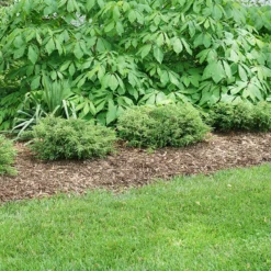 Tortuga® Juniper -Naty Plants Shop juniperus tortuga 3