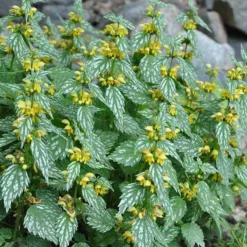 'Hermann's Pride' Spotted Dead-Nettle