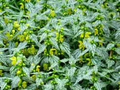 'Hermann's Pride' Spotted Dead-Nettle -Naty Plants Shop lamiastrum hermanns pride 4 sw scaled