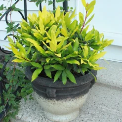 Sicilian Sunshine® Bay Laurel -Naty Plants Shop laurus sicilian sunshine 3
