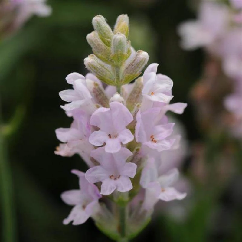 'Ellagance Pink' Lavender 1 'Ellagance Pink' Lavender