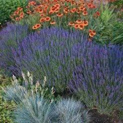 'Hidcote' Lavender -Naty Plants Shop lavender hidcote 4 sw
