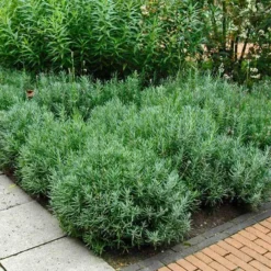 'Hidcote' Lavender -Naty Plants Shop lavender hidcote 6 sw