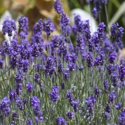 'Hidcote' Lavender -Naty Plants Shop lavender hidcote 8 sw