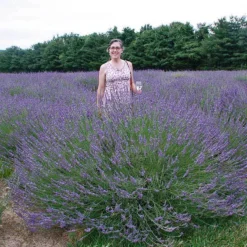 Phenomenal® Lavender -Naty Plants Shop lavender phenomenal 2
