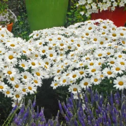 Mother's Day Collection -Naty Plants Shop leucanthemum daisy may shasta daisy 2