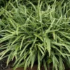 Silver Dragon Variegated Lilyturf