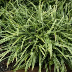 Silver Dragon Variegated Lilyturf