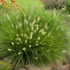 'Little Bunny' Fountain Grass