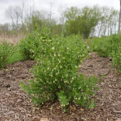 Front Page -Naty Plants Shop lonicera yezberry solo 1 P