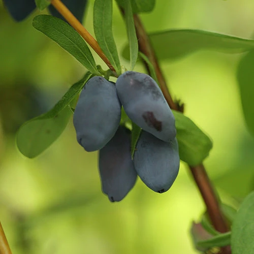 Yezberry® Solo™ Japanese Haskap