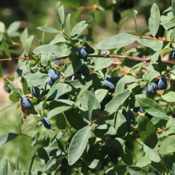 Yezberry Sugar Pie® Japanese Haskap -Naty Plants Shop lonicera yezberry sugar pie 2 P