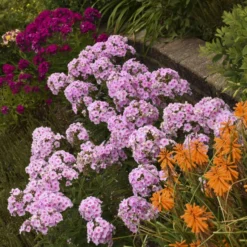 Luminary™ 'Opalescence' Phlox -Naty Plants Shop luminary opalescence phlox 3