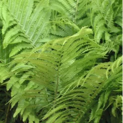 Ostrich Fern -Naty Plants Shop matteuccia struthiopteris ostrich fern 2 sw