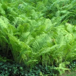 Ostrich Fern -Naty Plants Shop matteuccia struthiopteris ostrich fern 5 sw