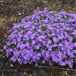 Mountainside™ 'Crater Lake' Phlox -Naty Plants Shop mountainside crater lake phlox 2