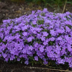 Mountainside™ 'Crater Lake' Phlox -Naty Plants Shop mountainside crater lake phlox 3