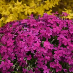 Mountainside™ 'Majestic Magenta' Phlox -Naty Plants Shop mountainside majestic magenta phlox 3