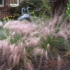 Pink Muhly Grass