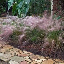 Pink Muhly Grass -Naty Plants Shop muhlenbergia capillars pink muhly grass 3 sw