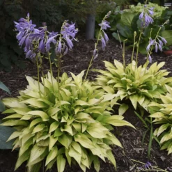 'Munchkin Fire' Hosta -Naty Plants Shop munchkin fire hosta 4