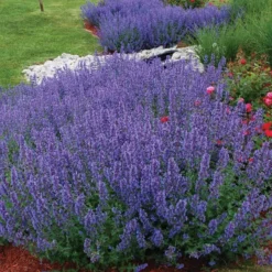 Walker's Low Catmint