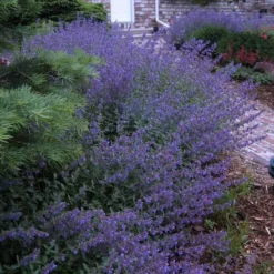 Walker's Low Catmint -Naty Plants Shop nepeta walkers low catmint 6